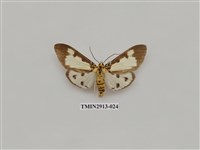 藏品(夜蛾7)的圖片